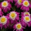 Tanacetum Red Dwarf